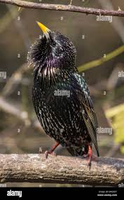 Attēlu rezultāti vaicājumam “Sturnus vulgaris male”