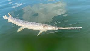 Image result for Lepisosteus osseus