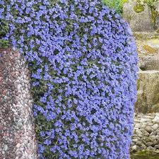 Image result for Aubrieta hybrida (cultorum)