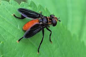 Attēlu rezultāti vaicājumam “Trioza dispar nymph”