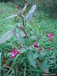 Image result for Impatiens glandulifera