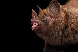 Attēlu rezultāti vaicājumam “Barbeyella minutissima macro”