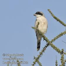 Image result for Lanius minor