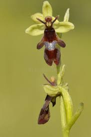 Attēlu rezultāti vaicājumam “Ophrys insectifera leaf”