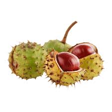 Attēlu rezultāti vaicājumam “Aesculus hippocastanum fruit”