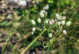 Attēlu rezultāti vaicājumam “Silene vulgaris bud”