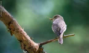 Attēlu rezultāti vaicājumam “Muscicapa striata”