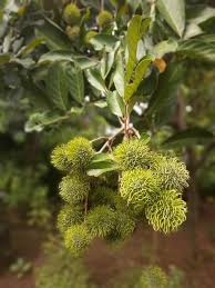 Attēlu rezultāti vaicājumam “Larix kaempferi fruit”