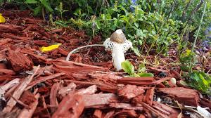 Attēlu rezultāti vaicājumam “Sporophagomyces chrysostomus”