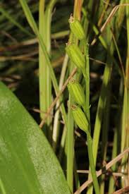 Attēlu rezultāti vaicājumam “Liparis loeselii leaf”