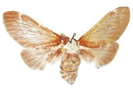 Attēlu rezultāti vaicājumam “Lasiocampidae”