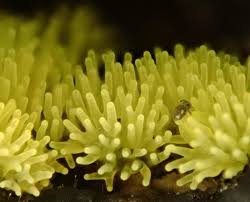 Attēlu rezultāti vaicājumam “Ceratiomyxa fruticulosa spores”