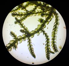 Attēlu rezultāti vaicājumam “Lepidozia reptans”