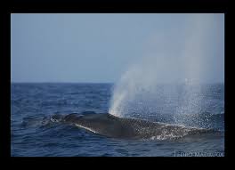 Image result for Balaenoptera borealis