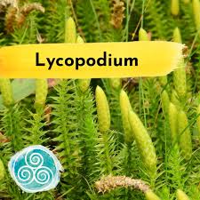 Attēlu rezultāti vaicājumam “Lycopodium clavatum”