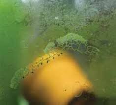 Attēlu rezultāti vaicājumam “Barbeyella minutissima stalked”