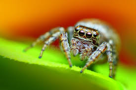 Attēlu rezultāti vaicājumam “Evarcha falcata female”