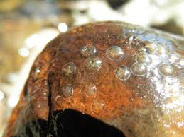 Attēlu rezultāti vaicājumam “Ancylus fluviatilis”