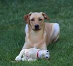 Dog Boarding Santa Rosa CA: Kennels, Doggie Daycare to Board Your Pet