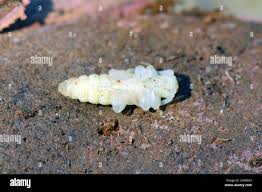 Attēlu rezultāti vaicājumam “Cerambycidae larva”