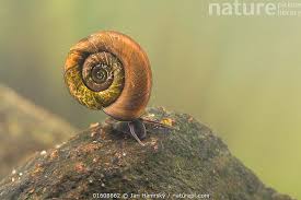 Attēlu rezultāti vaicājumam “Planorbis planorbis”