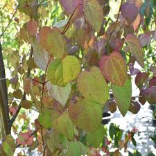 Attēlu rezultāti vaicājumam “Cercidiphyllum japonicum”