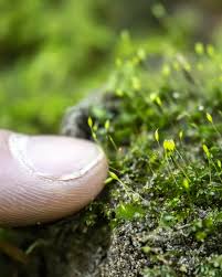 Attēlu rezultāti vaicājumam “Fissidens bryoides”