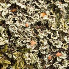 Attēlu rezultāti vaicājumam “Cladonia caespiticia”