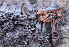 Attēlu rezultāti vaicājumam “Stemonitis marjana macro”