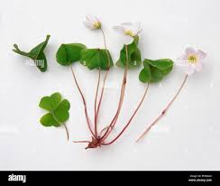 Attēlu rezultāti vaicājumam “Oxalis acetosella”