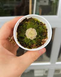 Attēlu rezultāti vaicājumam “Bryum funkii macro”