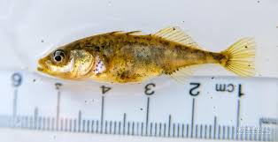 Attēlu rezultāti vaicājumam “Gasterosteus aculeatus”