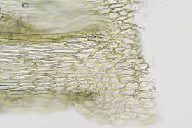 Attēlu rezultāti vaicājumam “Brachythecium salebrosum”