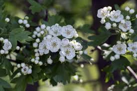 Attēlu rezultāti vaicājumam “Crataegus laevigata bud”