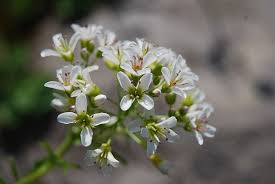 Attēlu rezultāti vaicājumam “Cardamine amara leaf”