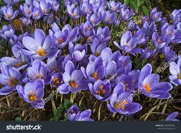 Attēlu rezultāti vaicājumam “Crocus speciosus flower”