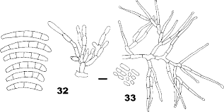 Attēlu rezultāti vaicājumam “Nectria sp., Neonectria sp.”