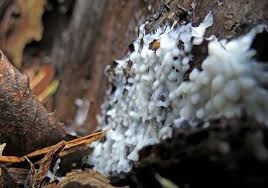 Attēlu rezultāti vaicājumam “Fuligo leviderma macro”