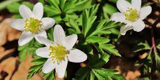 Image result for Buschwindröschen