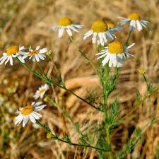 Image result for Matricaria recutita (chamomilla)