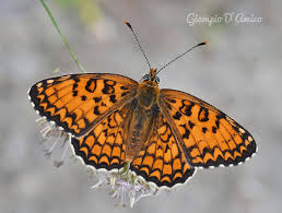 Attēlu rezultāti vaicājumam “Melitaea phoebe”