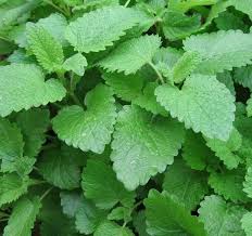 Image result for Melissa officinalis