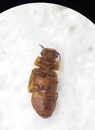 Attēlu rezultāti vaicājumam “Linaeidea aenea”