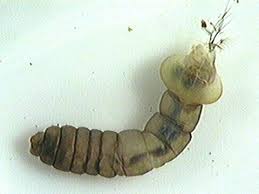 Attēlu rezultāti vaicājumam “Tipulidae larva”