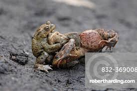 Attēlu rezultāti vaicājumam “Bufo bufo”