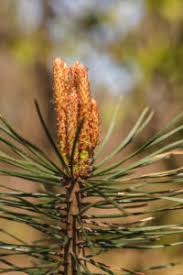 Attēlu rezultāti vaicājumam “Pinus sylvestris male flower”