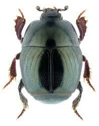 Attēlu rezultāti vaicājumam “Hypocaccus rugiceps”