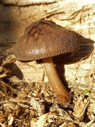 Attēlu rezultāti vaicājumam “Pluteus umbrosus”