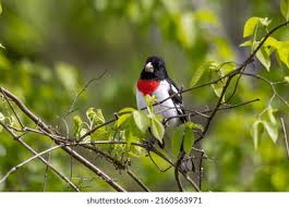 Image result for Pheucticus ludovicianus