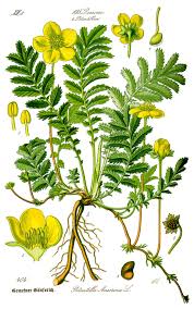 Attēlu rezultāti vaicājumam “Argentina anserina”